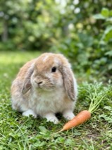 Bunny with a carrot